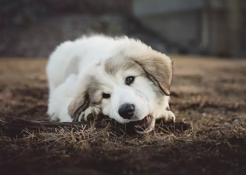 A kutyk tkrzik gazdjuk stresszes llapott