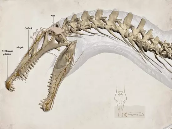 Spinosaurus zs�km�ny�rz�kel�se a v�zben