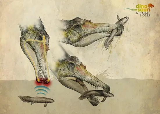 Spinosaurus hal�szata