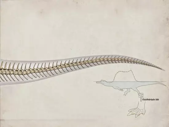 A Spinosaurus farka �s �sz�h�rty�ja