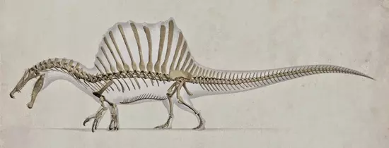 Spinosaurus csont �s kin�zet rekonstrukci�ja