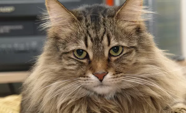 A vilg legklnlegesebb macski