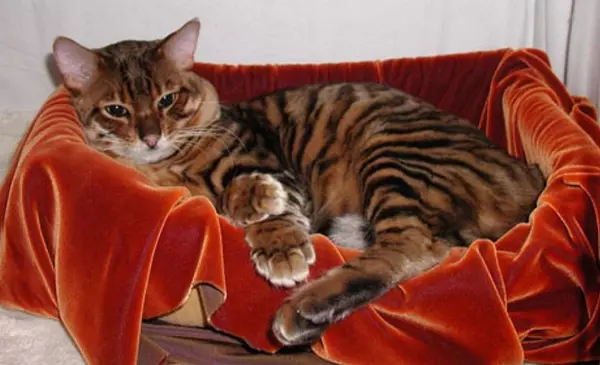 Toyger, vagy tigris macska