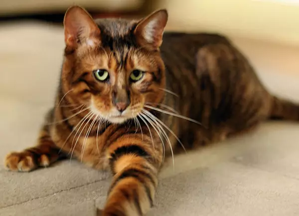 Toyger, vagy tigris macska