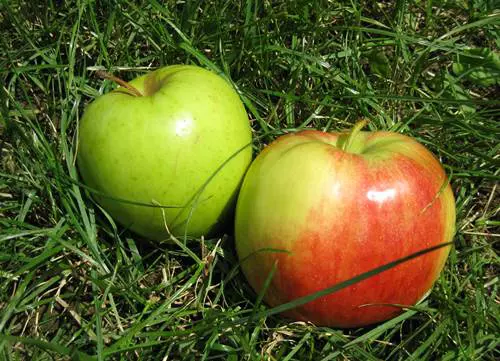 Alma (Malus)
