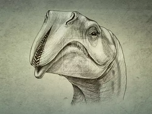 Atopodentatus unicus rekonstrukci� (rajz)