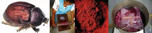 Cochineal (Coccus cacti)