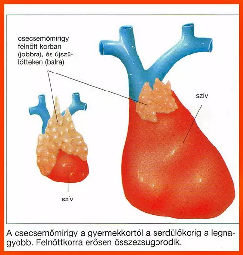Csecsem�mirigy, az immunrendszer k�zponti szerve