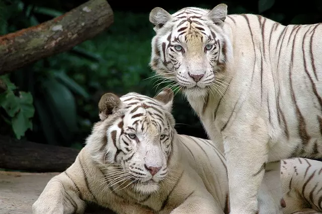 A Ny�regyh�zi �llatpark feh�r tigrisei - Panthera tigris mutatio alba