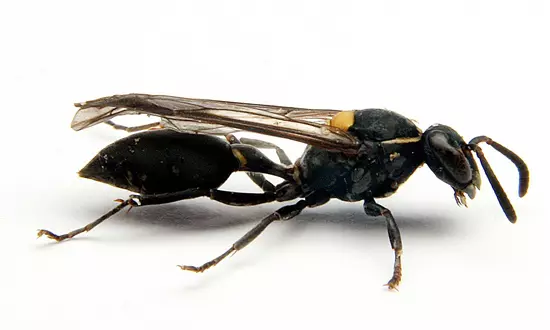 Darzsmreggel a rkos sejtek ellen