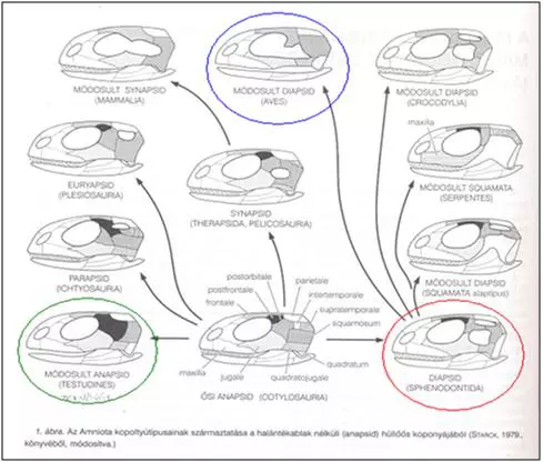 Anapsid, synapsid, diapsid koponyat�pusok