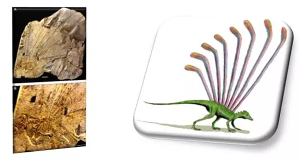 Anapsid, synapsid, diapsid koponyat�pusok