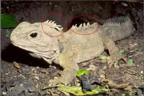 Sphenodon punctatus