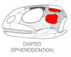 Sphenodontida koponya