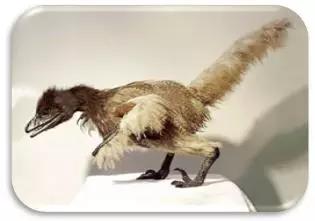 Bambiraptor (B. feinbergi)