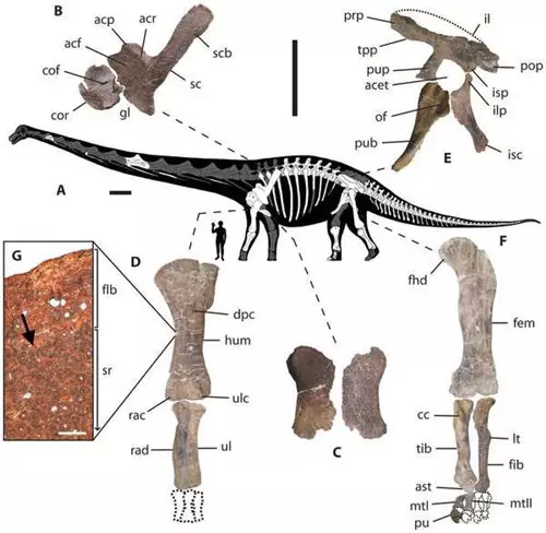 Dreadnoughtus schrani lelet - MPM-PV 1156