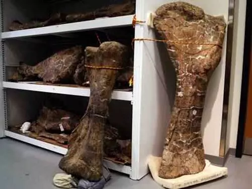 Dreadnoughtus schrani lelet - MPM-PV 1156