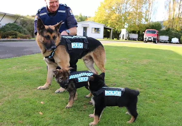 Kis rendrkutyk els napjukon