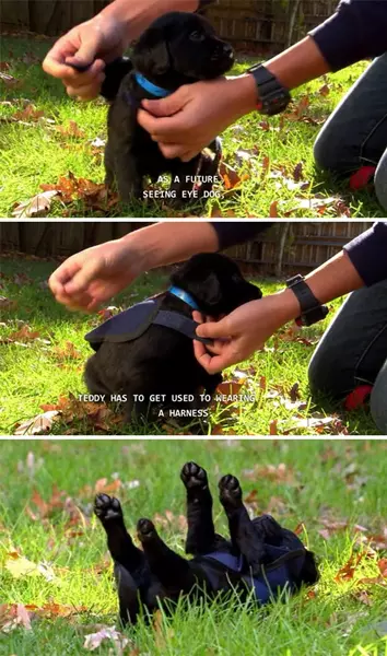 Els munkanapjukon a vilg legdesebb szolglati kutyi