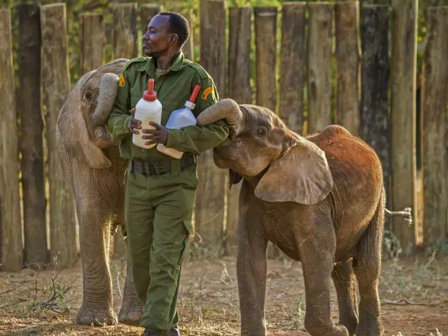 Kiselefntokat etetni kszl gondoz, a Reteti Elefntment Kzpontban