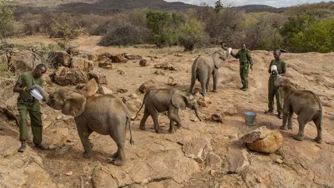 Kiselefntokat etet gondozk a Reteti Elefntment Kzpontban