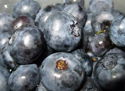 Fekete �fonya (Vaccinium myrtillus)