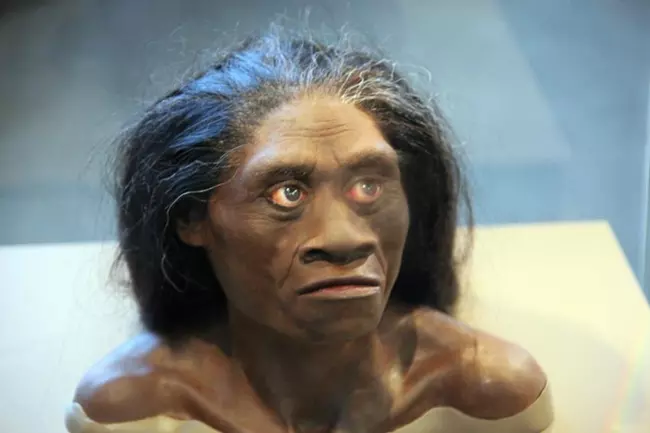 Egy hobbit rekonstrukci�ja - Homo floresiensis