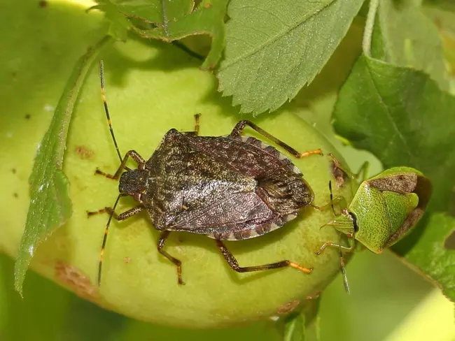 Halyomorpha halys �s Plautia stali polosk�k