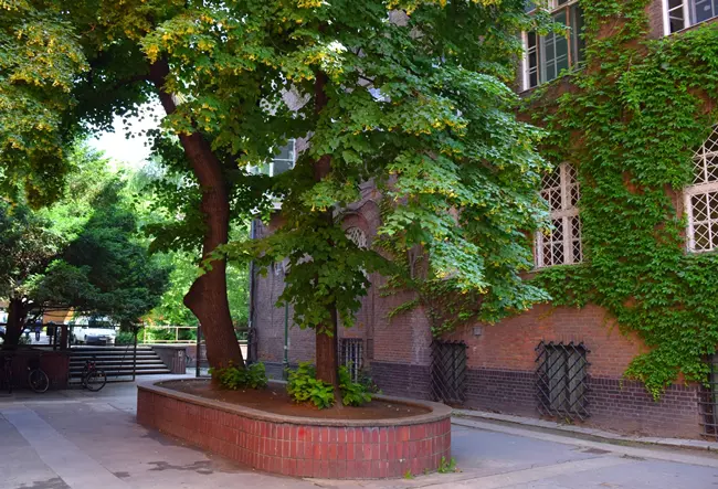 Egy budapesti, vrosi fa