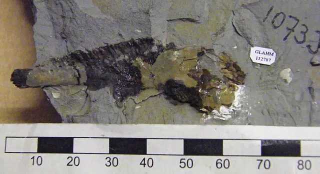 Leedsichthys problematicus fossz�lia
