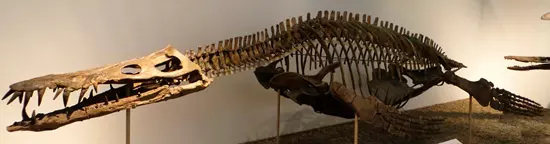 Liopleurodon csontv�z