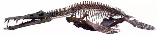 Liopleurodon ferox csontv�za