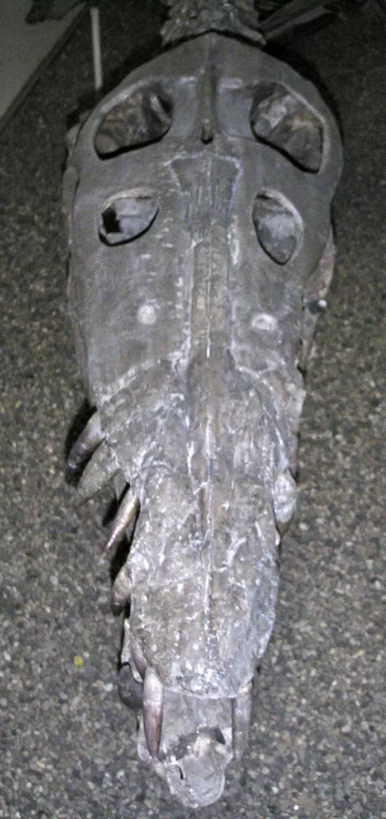Liopleurodon ferox koponya