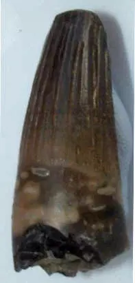 Liopleurodon pachydeirus fog