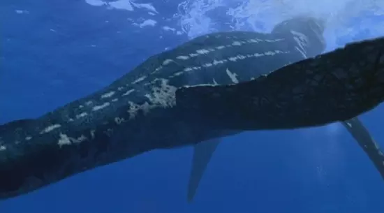 Liopleurodon pachydeirus leveg�v�tel k�zben