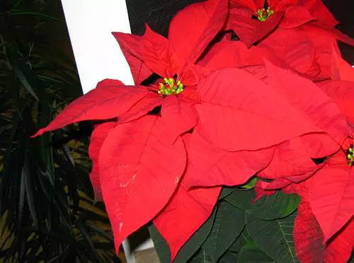 Kar�csonyi mikul�svir�g