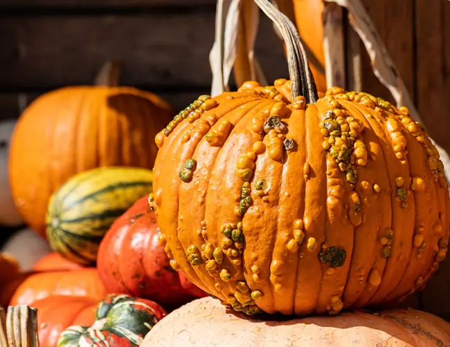 Halloween-t�k�k