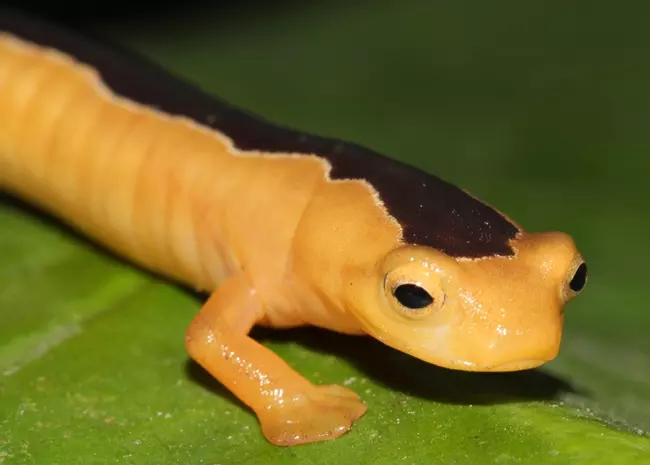 Egy �l�, Bolitoglossa jacksoni p�ld�ny