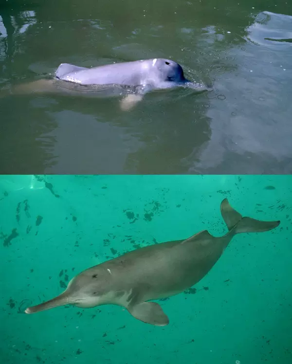 Pajcsi, vagy Baiji - k�nai folyami delfin (Lipotes Vexillifer)