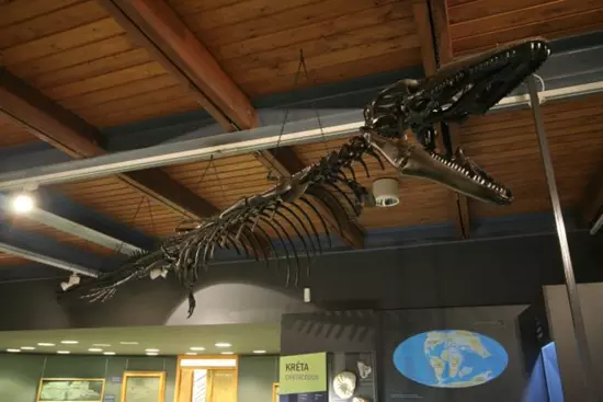 Pannoniasaurus inexpectatus csontv�za - Magyar Term�szettudom�nyi M�zeum