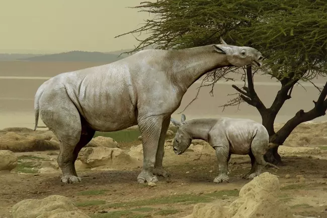 Paraceratherium a kicsiny�vel - rekonstrukci�