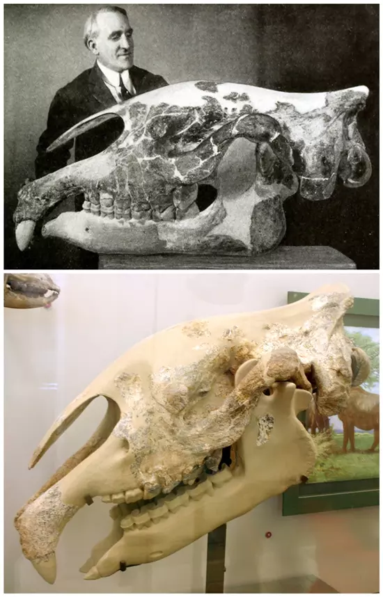 Paraceratherium transouralicum kopony�ja - AMNH 18650