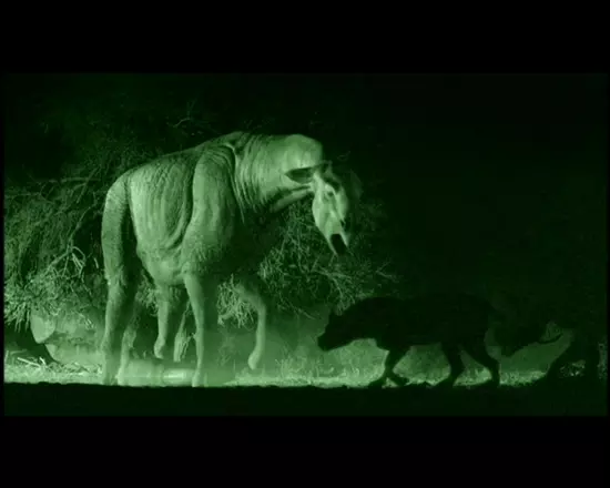Hyaenaelurusokkal viaskod� Paraceratherium �jszaka