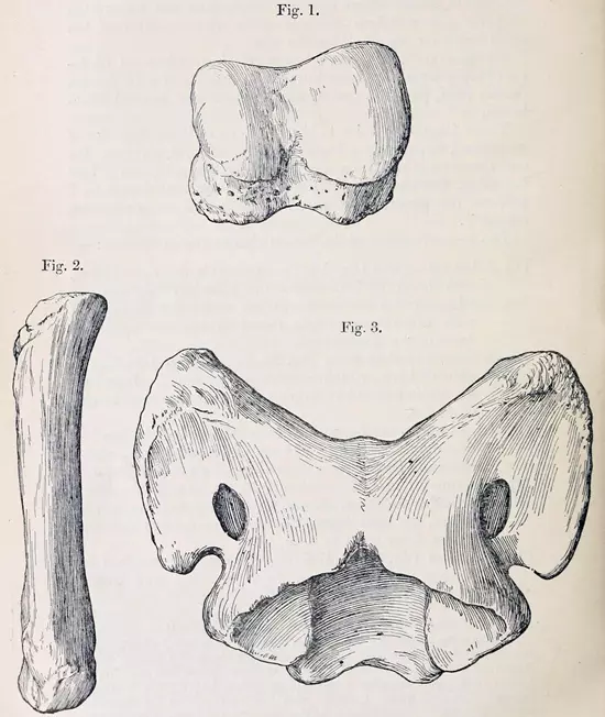 V�zlatos rajz Paraceratherium bugtiense csontokr�l