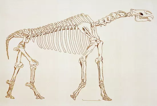 Paraceratherium bugtiense csontv�z rekonstrukci�ja