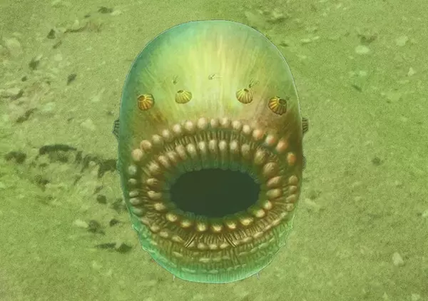 Saccorhytus coronarius rekonstrukci�ja