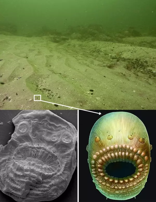 Saccorhytus coronariusok