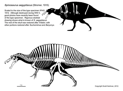 Spinosaurus aegyptiacus csontv�za - Stromer