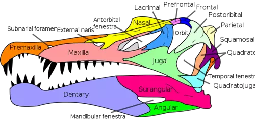 Spinosaurus koponyacsontjai