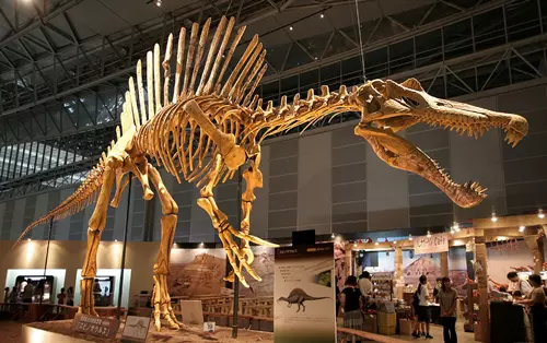 Spinosaurus csontv�z rekonstrukci�